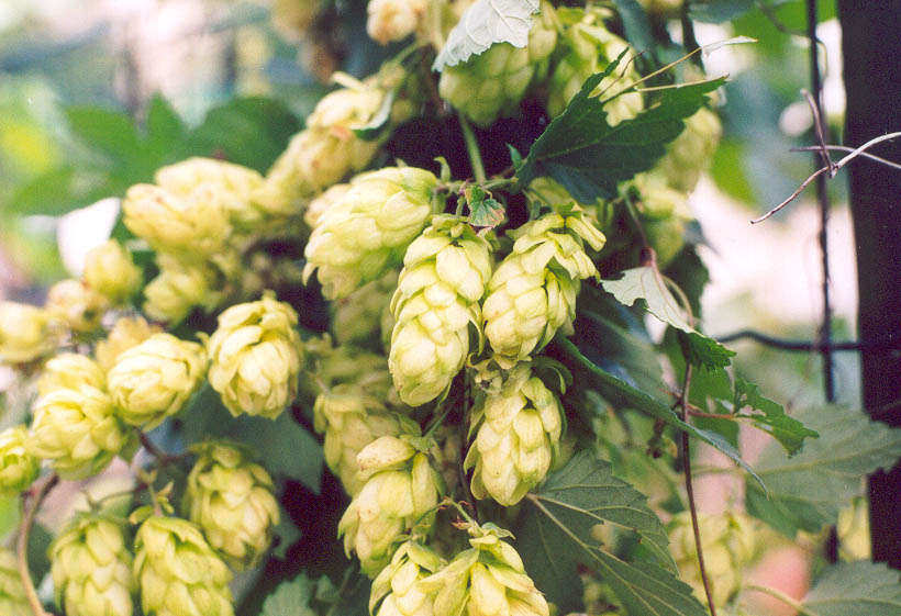  Image name: luppolo4.jpg 
 width: 820 pixel 
 height: 561 pixel 
 Size: 102968 bytes 
 Click to enlarge 